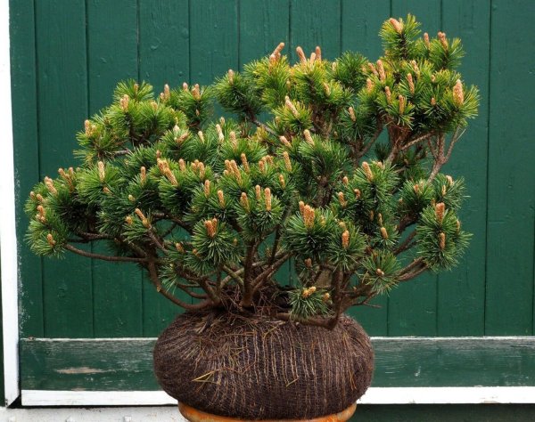 Bergkiefer - Pinus mugo  30-40 cm, mit Ballen oder im 3-Liter Container