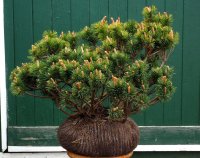 Bergkiefer - Pinus mugo  30-40 cm, mit Ballen oder im...