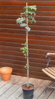 Wildfruchtbaum - Speierling - Sorbus domestica  80-100...