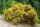 Ginster - Besenginster - Cytisus scoparius