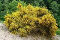 Ginster - Besenginster - Cytisus scoparius 40-60 cm, im 2...