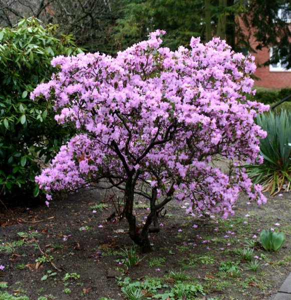 Rhododendron - Praecox 