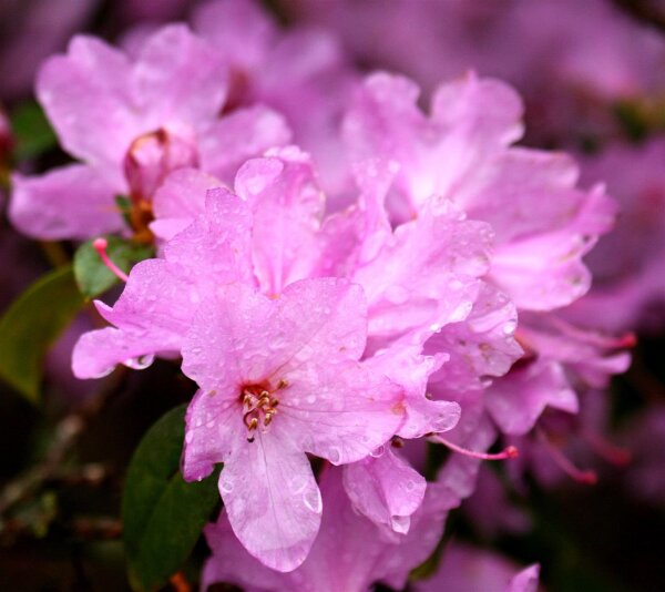 Rhododendron 'Praecox' online bestellen, 16,95