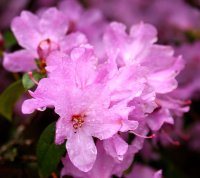 Rhododendron - Praecox 