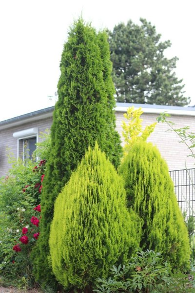 Lebensbaum - Thuja occidentalis Smaragd 80-100 cm, im 5 Liter Container