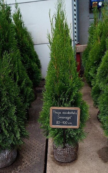 Lebensbaum - Thuja occidentalis Smaragd 80-100 cm, im 7,5-Liter Container oder balliert