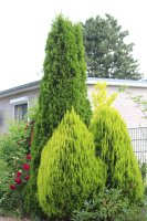 Lebensbaum - Thuja occidentalis Smaragd 80-100 cm, im 5...