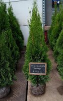 Lebensbaum - Thuja occidentalis Smaragd 80-100 cm, im...