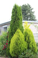 Lebensbaum - Thuja occidentalis Smaragd 80-100 cm, im 7,5-Liter Container oder balliert
