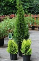 Lebensbaum - Thuja occidentalis Smaragd 80-100 cm, im 7,5-Liter Container oder balliert