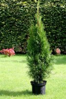 Lebensbaum - Thuja occidentalis Smaragd 80-100 cm, im 7,5-Liter Container oder balliert