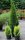 Lebensbaum - Thuja occidentalis Smaragd 80-100 cm, im 5 Liter Container