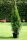 Lebensbaum - Thuja occidentalis Smaragd 80-100 cm, im 7,5-Liter Container oder balliert