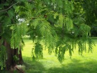 Mammutbaum - Urweltmammutbaum - Metasequioa glyptostroboides  100-125 cm, im 7,5 Liter Container