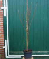 Acer rubrum October Glory‘ Rot-Ahorn