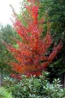 Acer rubrum October Glory‘ Rot-Ahorn
