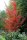 Acer rubrum October Glory‘ Rot-Ahorn