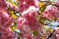 Nelkenkirsche - Zierkirsche - Prunus serrulata Kanzan 