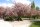 Nelkenkirsche - Zierkirsche - Prunus serrulata Kanzan 