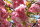 Nelkenkirsche - Zierkirsche - Prunus serrulata Kanzan 