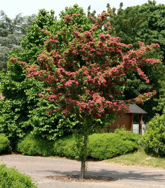 Rotdorn - Crataegus laevigata  Pauls Scarlet  60-100 cm, Strauch im 5-Liter Container