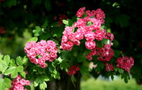 Rotdorn - Crataegus laevigata  Pauls Scarlet  60-100 cm, Strauch im 5-Liter Container