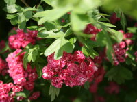 Rotdorn - Crataegus laevigata  Pauls Scarlet  60-100 cm, Strauch im 5-Liter Container