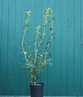 Rotdorn - Crataegus laevigata  Pauls Scarlet  60-100 cm, Strauch im 5-Liter Container