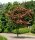 Rotdorn - Crataegus laevigata  Pauls Scarlet  60-100 cm, Strauch im 5-Liter Container