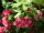Rotdorn - Crataegus laevigata  Pauls Scarlet  60-100 cm, Strauch im 5-Liter Container