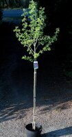 Rotdorn - Crataegus laevigata Pauls Scarlet...