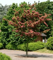 Rotdorn - Crataegus laevigata Pauls Scarlet Stämmchen, Stammhöhe 125 cm, Zierstamm im 12-Liter Container