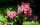 Rotdorn - Crataegus laevigata Pauls Scarlet Stämmchen, Stammhöhe 125 cm, Zierstamm im 12-Liter Container