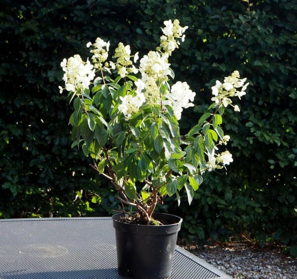 Hortensie Rispenhortensie Hydrangea paniculata Grandiflora