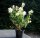 Hortensie Rispenhortensie Hydrangea paniculata Grandiflora