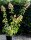 Hortensie Rispenhortensie Hydrangea paniculata Grandiflora