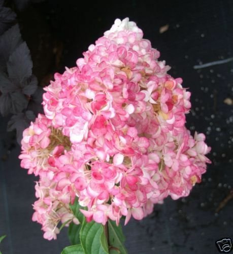 Hortensie Rispenhortensie Hydrangea pan. Vanille-Fraise&reg;