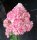Hortensie Rispenhortensie Hydrangea pan. Vanille-Fraise® 60-80 cm, im Container