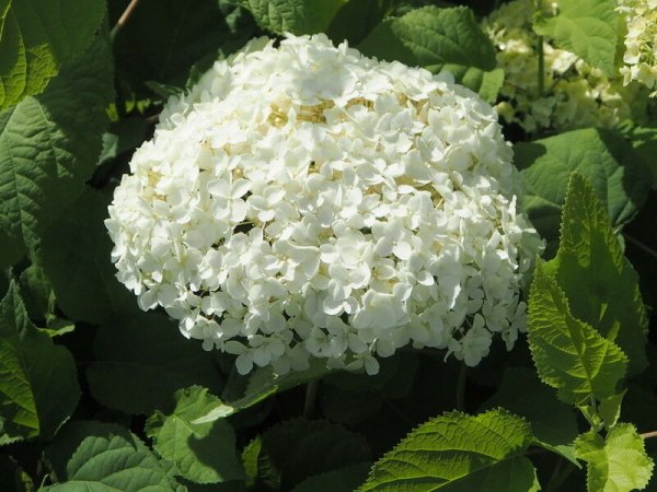 Hortensie Hydrangea arborescens Annabelle Waldhortensie