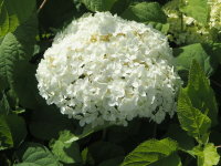 Hortensie Annabelle Hydrangea arborescens - Waldhortensie