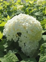 Hortensie Annabelle Hydrangea arborescens - Waldhortensie