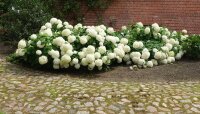 Hortensie Annabelle Hydrangea arborescens - Waldhortensie