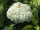 Hortensie Annabelle Hydrangea arborescens - Waldhortensie