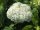 Hortensie Hydrangea arborescens Annabelle Waldhortensie