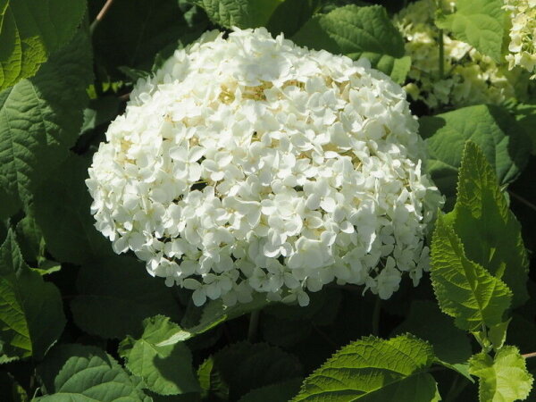 Hortensie Annabelle Hydrangea arborescens Waldhortensie 60-80 cm, im 5-Liter Container