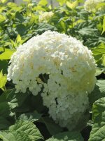 Hortensie Annabelle Hydrangea arborescens Waldhortensie 60-80 cm, im 5-Liter Container