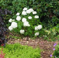 Hortensie Annabelle Hydrangea arborescens Waldhortensie 60-80 cm, im 5-Liter Container