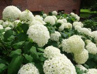 Hortensie Annabelle Hydrangea arborescens Waldhortensie 60-80 cm, im 5-Liter Container
