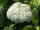 Hortensie Annabelle Hydrangea arborescens Waldhortensie 60-80 cm, im 5-Liter Container