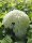 Hortensie Annabelle Hydrangea arborescens Waldhortensie 60-80 cm, im 5-Liter Container